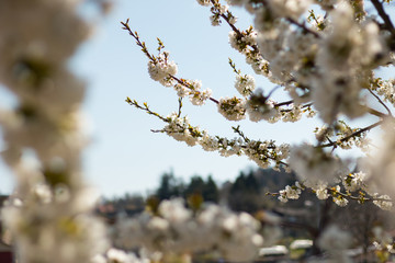 Cherry blossom