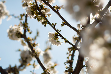Cherry blossom