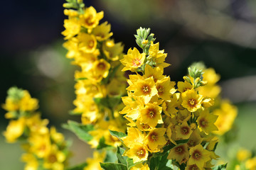 Dotted loosestrife (lysimachia punctata) © tom