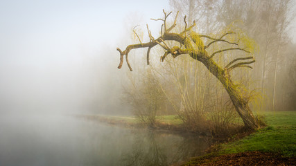 Etang de Cepoy dans la Brume 2