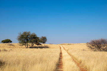 Road in the African Savannah, Namibia