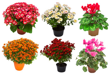 Collection flowers chrysanthemum, cineraria and cyclamen multicolored in pot isolated on white background. Hello spring. Beautiful plant, garden concept. Nature. Easter. Love. Flat lay, top view
