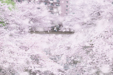 桜　生活