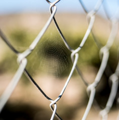 Spider web on a wire fence