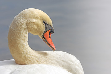 Mute Swan resting against a blurred background