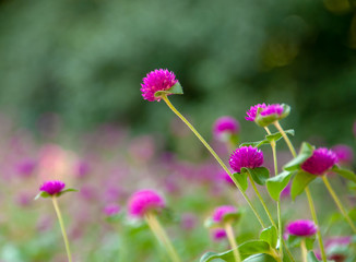 Scene From the Dallas Arboretum