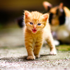 Cute Ginger Kitten Exploring the World