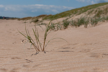 A little bunch of grass on the sand dunes at Camber Sands, East Sussex, United Kingdom.