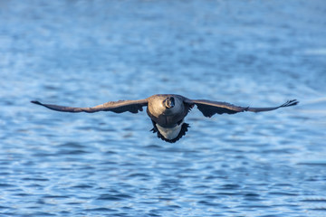 Canada Goose in level flight over still waters