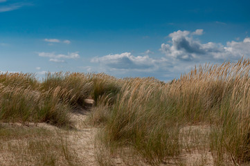 Beautiful sand dunes at Camber Sands, East Sussex, United Kingdom.