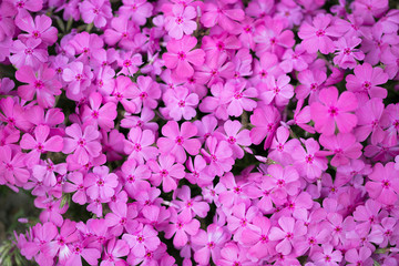 Pink flowers of aubrieta