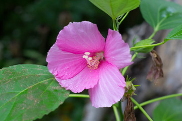 Pink hibiscus syriacus