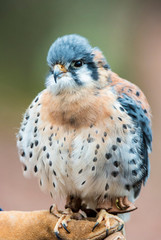 An American Kestrel poses for the camera.
