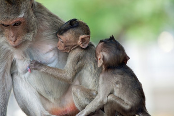 可愛いサル