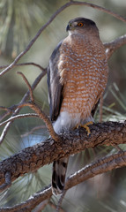 A Cooper's hawk unblinking attention is on display in Lion's Park, Cheyenne, Wyoming.