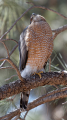 A Cooper's hawk unblinking attention is on display in Lion's Park, Cheyenne, Wyoming.