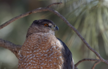 A Cooper's hawk unblinking attention is on display in Lion's Park, Cheyenne, Wyoming.