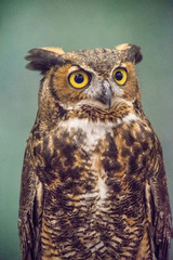 A Screech Owl in rehab sitting on a handler's glove.