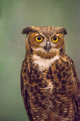 A Screech Owl in rehab sitting on a handler's glove.