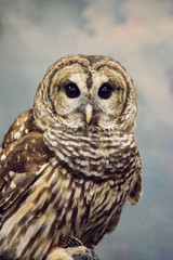A Barred Owl on a handler's glove.