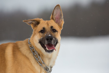 Cute mixed breed dog outside. Mongrel in the snow