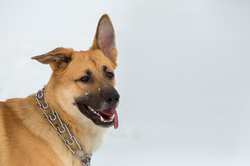 Cute mixed breed dog outside. Mongrel in the snow