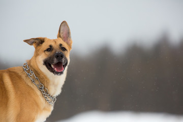 Cute mixed breed dog outside. Mongrel in the snow