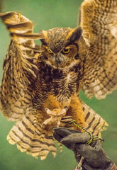 Obraz premium A Screech Owl in rehab sitting on a handler's glove.