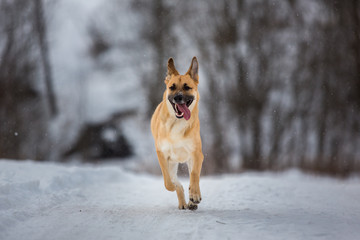 Stray dog that lives on the street. Mongrel in the snow
