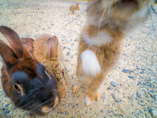 大久野島のうさぎ