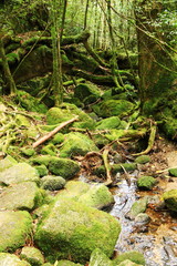 屋久島　苔むすジブリの森 白谷雲水峡