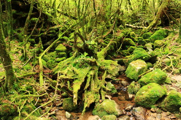 屋久島　苔むすジブリの森 白谷雲水峡