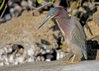 A little Green Heron hunts along the water's edge for crabs.