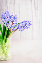 Blue purple hyacinths in a vase on a gray background. Copy space