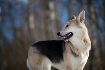 Cute mixed breed dog outside. Mongrel in the snow