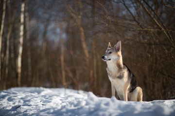 Cute mixed breed dog outside. Mongrel in the snow