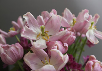 Naklejka premium Faded pink tulips. Vintage background for design.