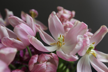 Faded pink tulips. Vintage background for design.