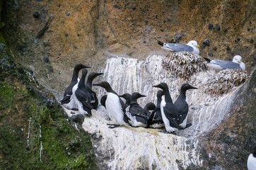 Group or Flock of Birds nesting in cliffs in Westman Islands Iceland, Common murre or common guillemot 