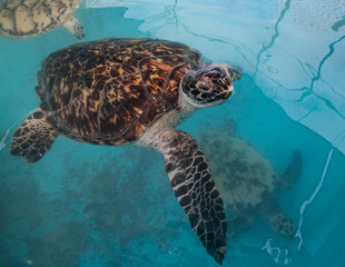 sea turtle, Chelonioidea (Chelonioidea) are a turtle superfamily comprising sea turtles