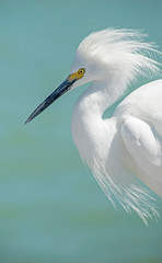 A Snowy Egret makes a nuisance of himself on a fishing dock.