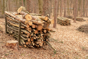 A pile of wood in the forest. Wood prepared for export.