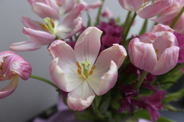Fototapeta na wymiar Faded pink tulips. Vintage background for design.