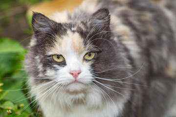 The three colored cat