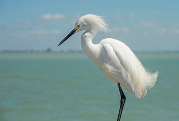 A Snowy Egret makes a pest of himself on a fishing pier.
