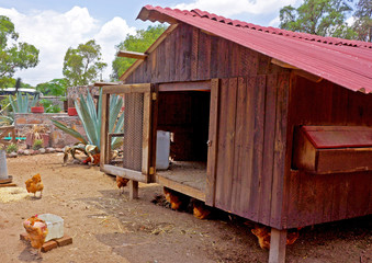 gallinas en gallinero