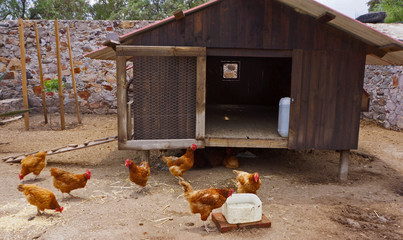 gallinero © vazaluza