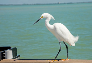 A Snowy Egret makes a pest of himself on a fishing pier.