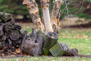 Fototapeta premium Firewood by River Birch 5330