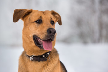 Cute mixed breed dog outside. Mongrel in the snow